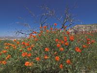 Mohn und kahler Baum